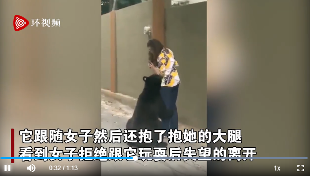 屡犯不改？墨西哥一只曾嗅女游客的黑熊又抱女子大腿 游客镇定自拍(图1)