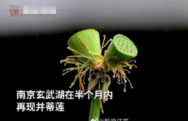 怒了！南京玄武湖并蒂莲被游客摘下是怎么回事？(图2)